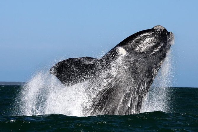 Whale Watching from Gansbaai - Key points to know before you go