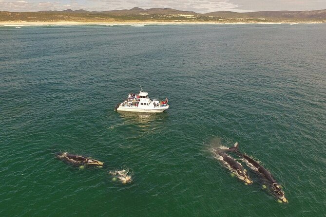 Whale Watching from Gansbaai - The two-hour search at sea