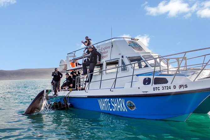 Whale Watching from Gansbaai - Boat size, comfort, and the best viewing spots