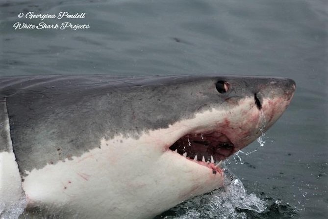Whale Watching from Gansbaai - The guide makes the difference