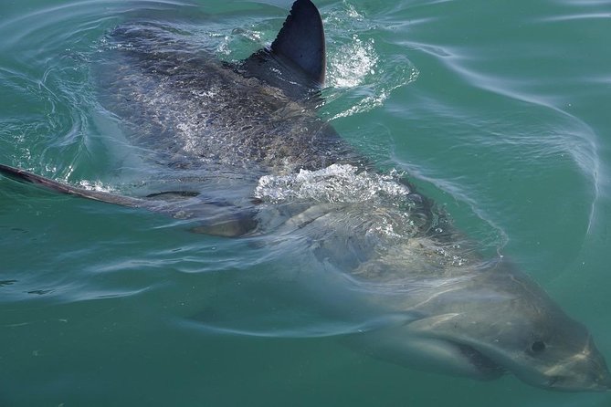 Whale Watching from Gansbaai - What the $112.15 price gets you