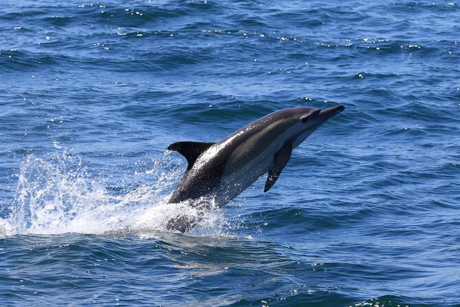 Whale Watching from Gansbaai - Who will enjoy this Gansbaai cruise