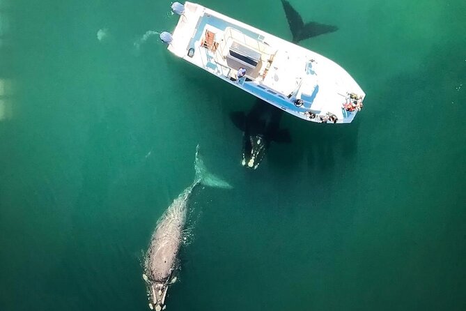 Whale Watching from Gansbaai - Why Southern right whales gather here