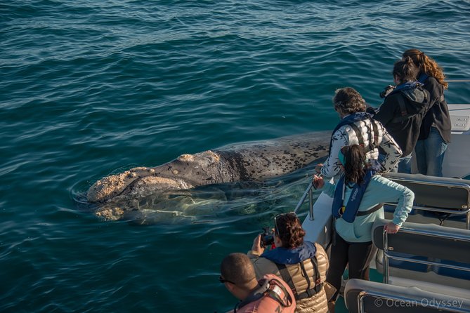 Whale Watching Knysna - Close Encounter Experience Ocean Odyssey - Setting out from Thesen Island