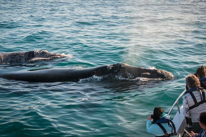 Whale Watching Knysna - Close Encounter Experience Ocean Odyssey - Searching for whales and dolphins offshore