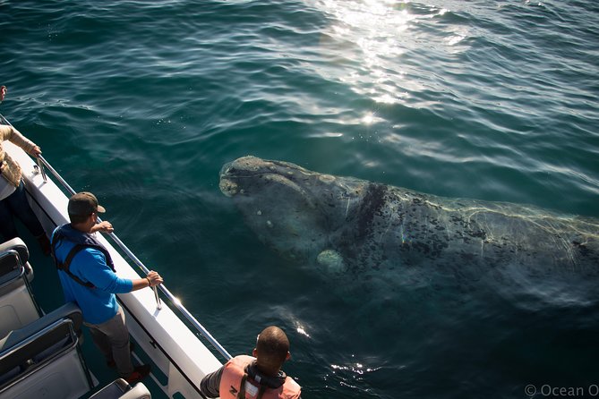 Whale Watching Knysna - Close Encounter Experience Ocean Odyssey - What the commentary adds