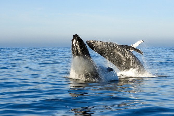 Whale Watching Knysna - Close Encounter Experience Ocean Odyssey - Who will enjoy this boat trip most
