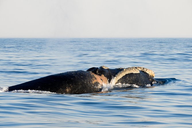 Whale Watching Knysna - Close Encounter Experience Ocean Odyssey - Practical advice for a better outing