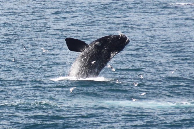 Whale Watching Walking Tours (Land-Based) - from JUNE 2025 - Why a land-based whale tour works in Hermanus