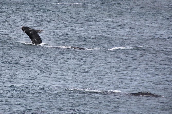 Whale Watching Walking Tours (Land-Based) - from JUNE 2025 - Starting with the 20-minute Whale House Museum visit