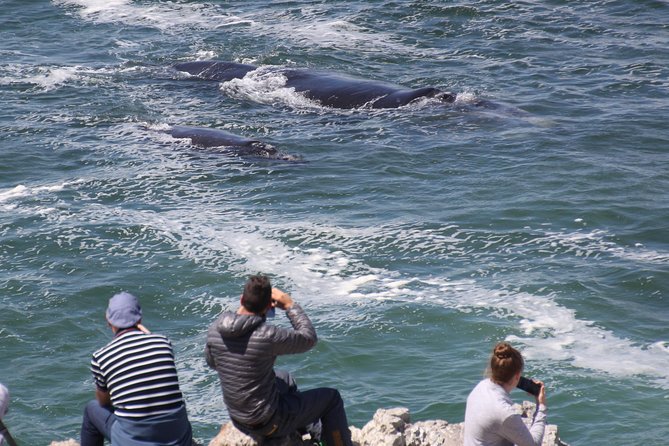 Whale Watching Walking Tours (Land-Based) - from JUNE 2025 - What Percy adds to the outing