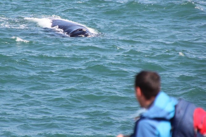 Whale Watching Walking Tours (Land-Based) - from JUNE 2025 - The real value of a $57.51 private experience