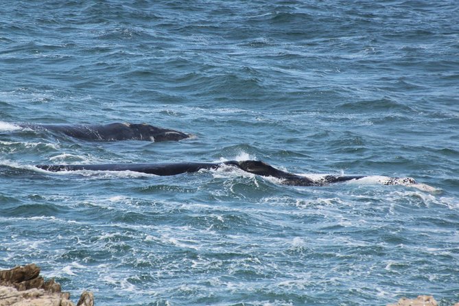 Whale Watching Walking Tours (Land-Based) - from JUNE 2025 - Practical booking details that affect your choice