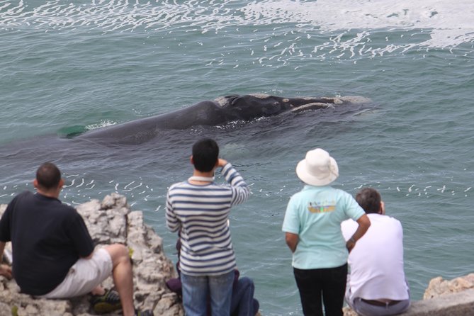 Whale Watching Walking Tours (Land-Based) - from JUNE 2025 - Moving between five to seven coastal viewpoints