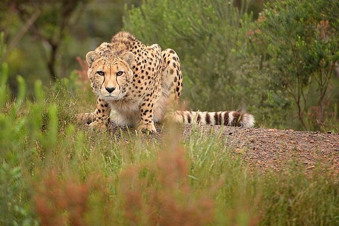 Wild Cat Experience Tour - Key points at a glance