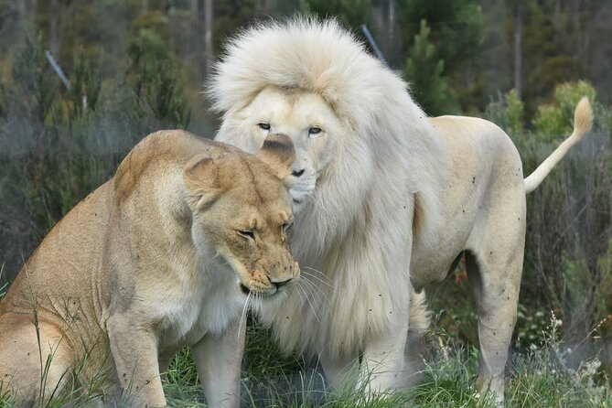 Wild Cat Experience Tour - A close look at South Africa’s lesser-known cats