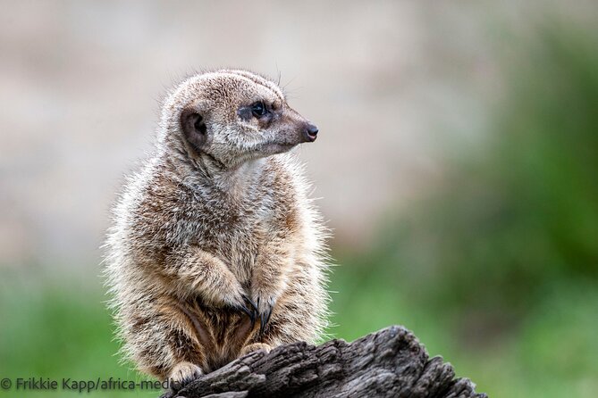 Wild Cat Experience Tour - What you see, from servals to lions