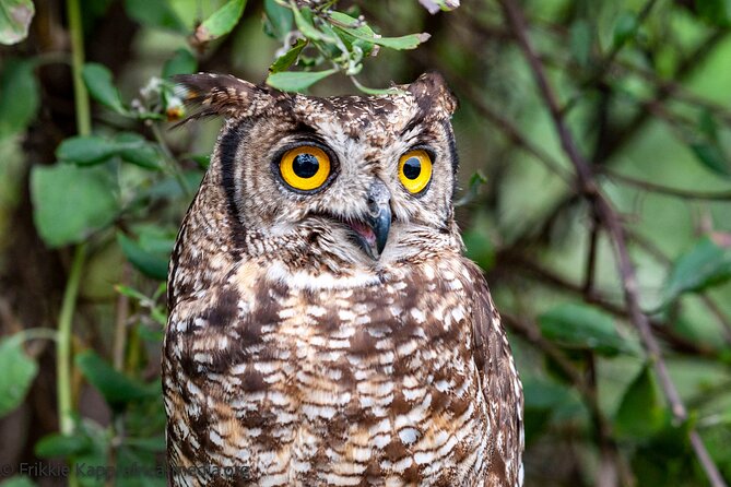 Wild Cat Experience Tour - Penguins, meerkats, and marabou storks