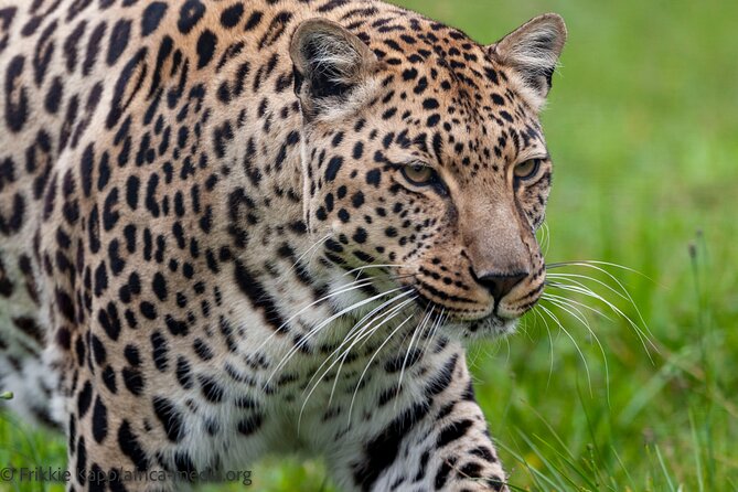 Wild Cat Experience Tour - Why the guide makes the difference