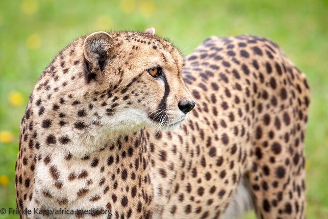 Wild Cat Experience Tour - Is $22.72 a fair price?