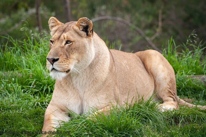Wild Cat Experience Tour - Practical details before you go