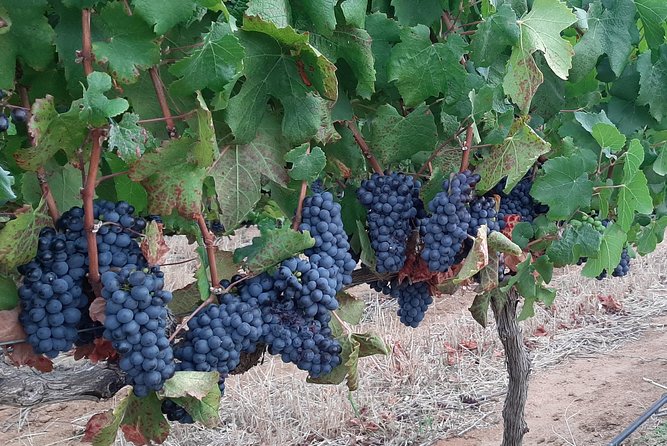 Wine Tour to Stellenbosch & Franschhoek with Tastings & Lunch - Who will enjoy this tour most?